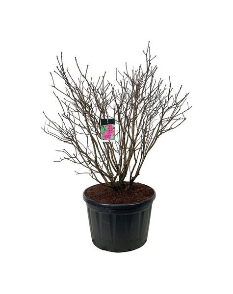 Syringa