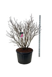 Bez Syringa And. an Ludwig Späth
