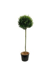Laurowiśnia portugalska Prunus Angustifolia