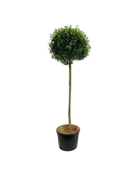 Prunus