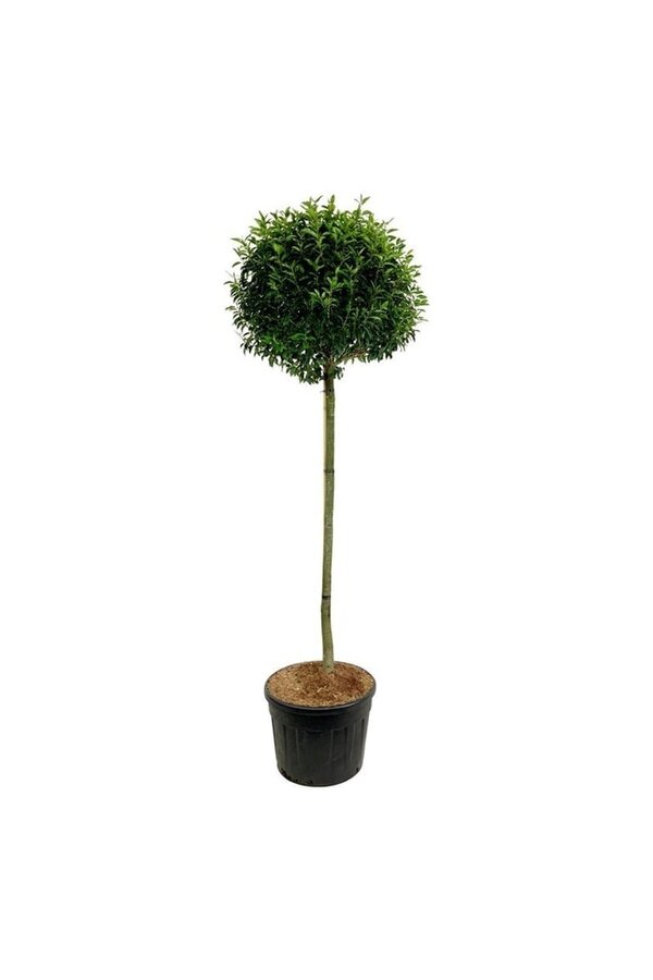 Laurowiśnia portugalska Prunus Angustifolia