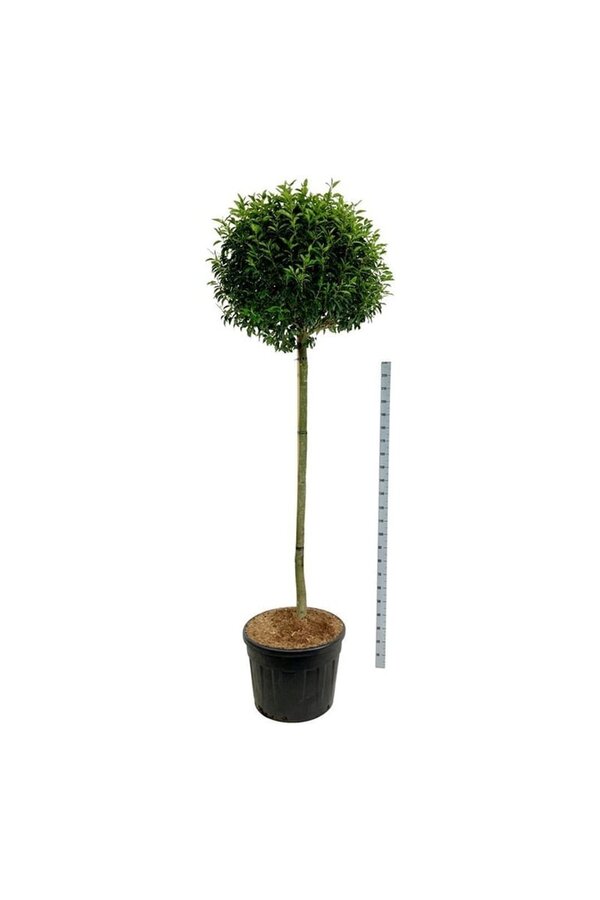Laurowiśnia portugalska Prunus Angustifolia