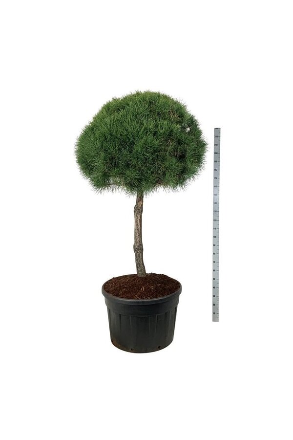 Sosna zwyczajna Pinus sylvestris