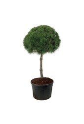 Sosna zwyczajna Pinus sylvestris