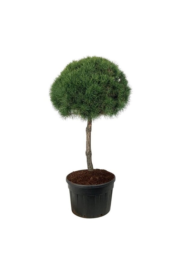 Sosna zwyczajna Pinus sylvestris