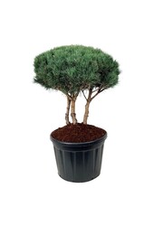 Sosna Pinus Watereri