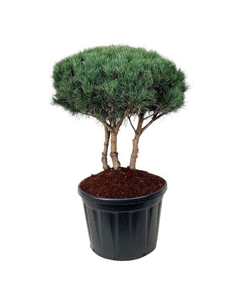 Pinus