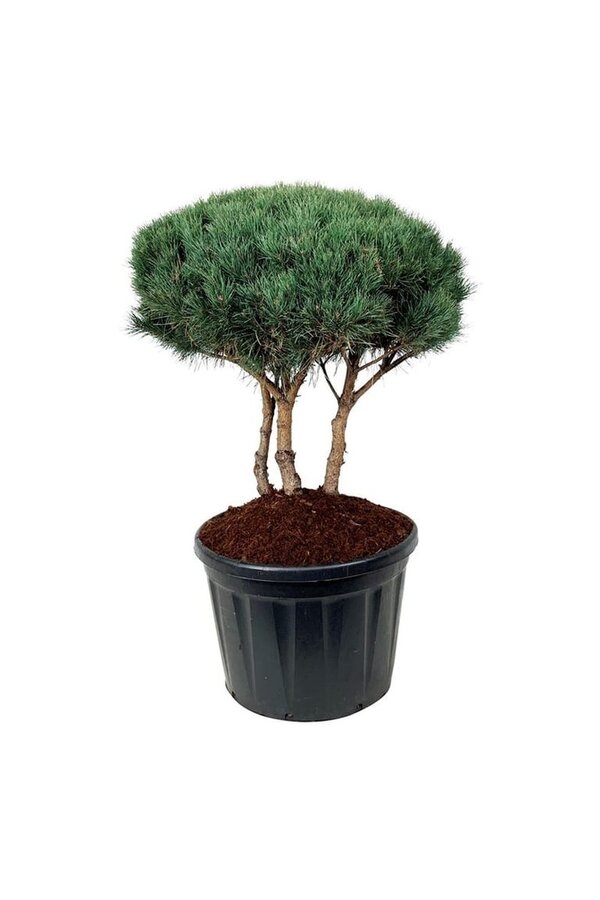 Sosna Pinus Watereri