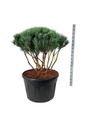 Sosna Pinus Watereri