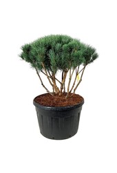 Sosna Pinus Watereri
