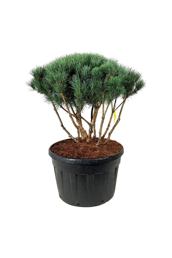 Sosna Pinus Watereri