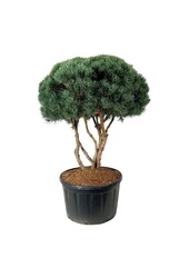 Sosna Pinus Watereri