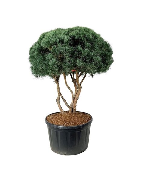 Pinus