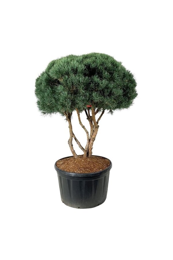 Sosna Pinus Watereri