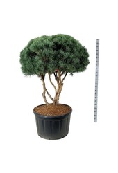 Sosna Pinus Watereri