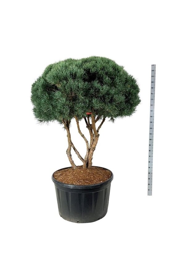 Sosna Pinus Watereri