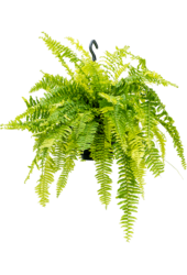 Nephrolepis Exaltata Paproć Tygrysia
