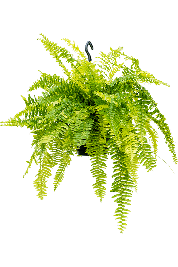 Nephrolepis Exaltata Paproć Tygrysia