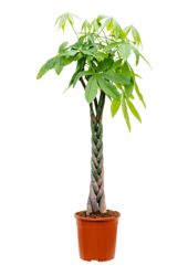 Pachira Aquatica