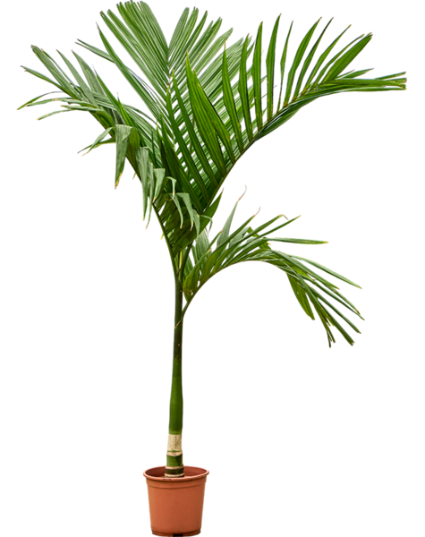 Areca