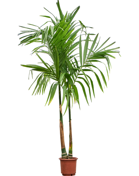 Areca