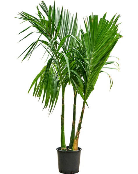 Areca