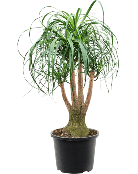 Beaucarnea