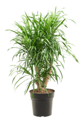 Pleomele (Dracaena) Anita Variegata