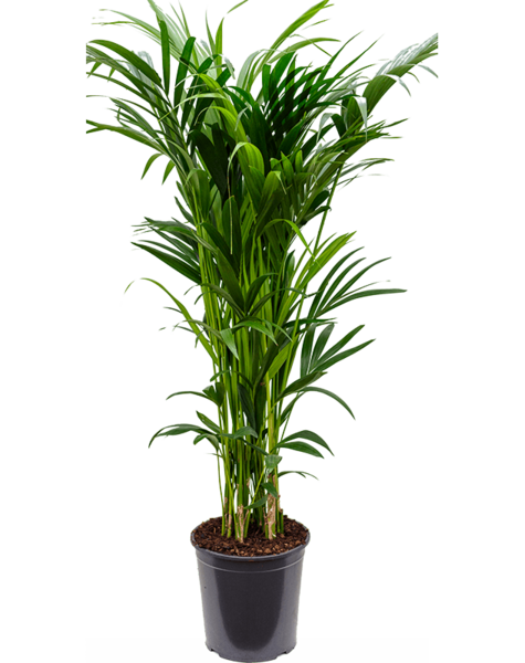 Kentia
