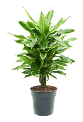 Dracena Fragrans Złote Wybrzeże