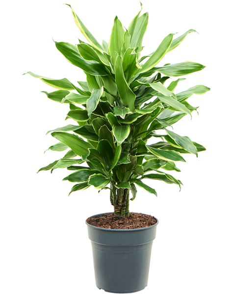 Dracena