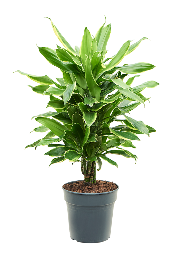 Dracena Fragrans Złote Wybrzeże