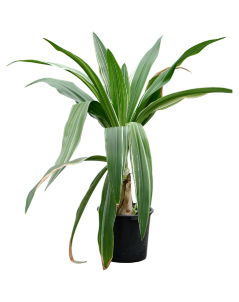 Crinum