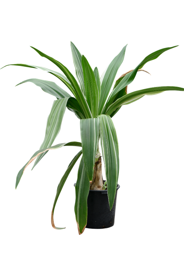 Crinum Asiaticum