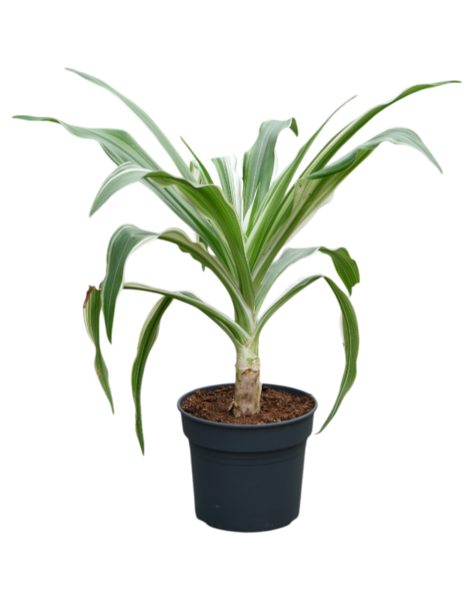 Crinum