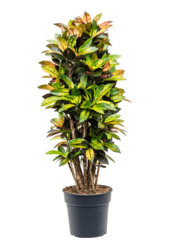 Kroton (Codiaeum) Variegatum Mrs. Iceton