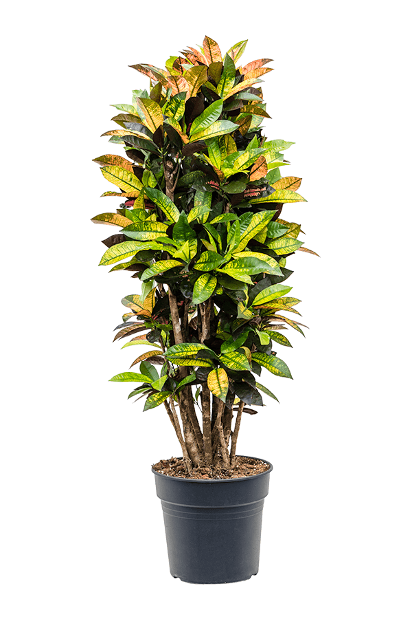 Kroton (Codiaeum) Variegatum Mrs. Iceton