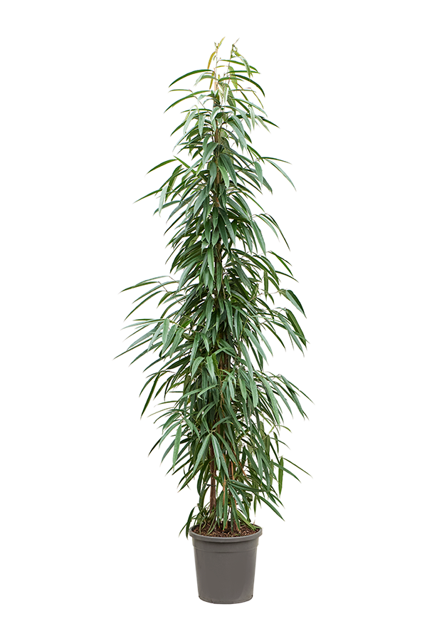 Ficus Binnendijkii Alii