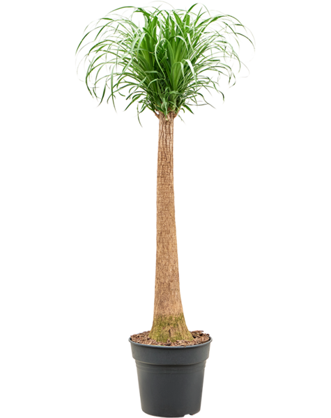 Beaucarnea