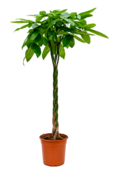 Pachira Aquatica
