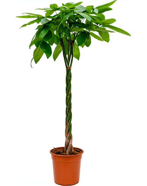 Pachira
