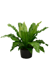 Asplenium Nidus