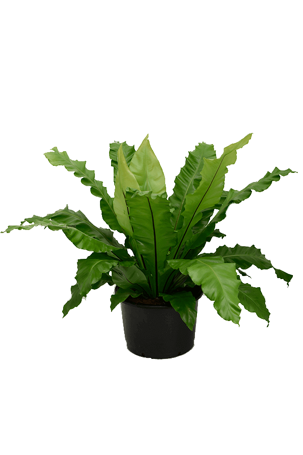 Asplenium Nidus