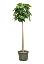 Fikus Umbellata