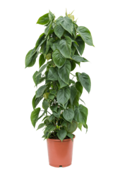 Filodendron pnący