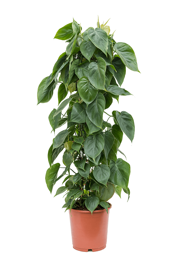 Filodendron pnący