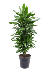 Dracaena Fragrans Janet Lind