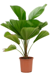 Licuala Grandis