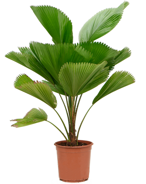 Licuala
