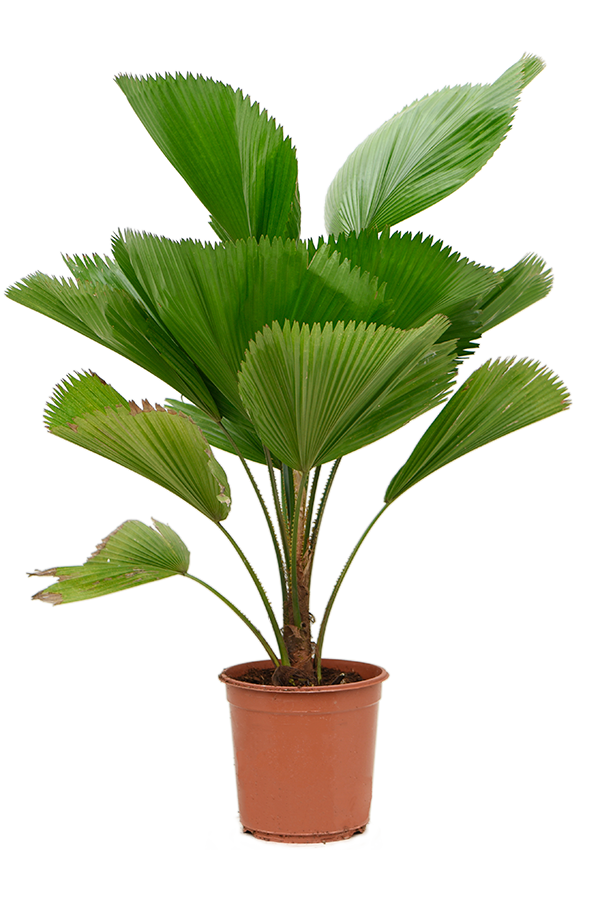 Licuala Grandis